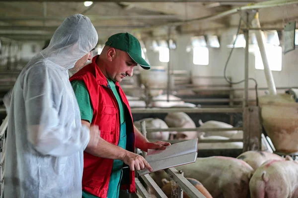 Médico veterinário e agricultor no celeiro de porco — Fotografia de Stock