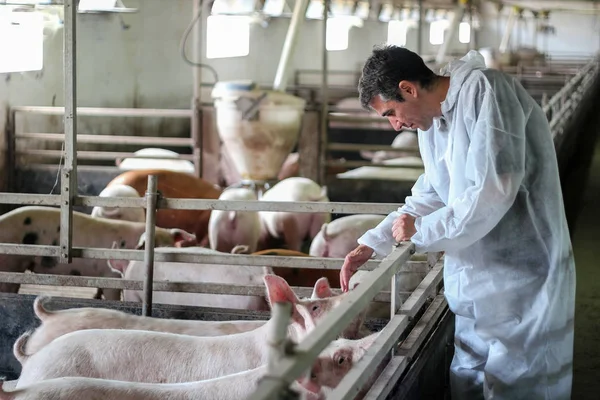 Médico veterinário examinando porcos em uma fazenda de suínos — Fotografia de Stock