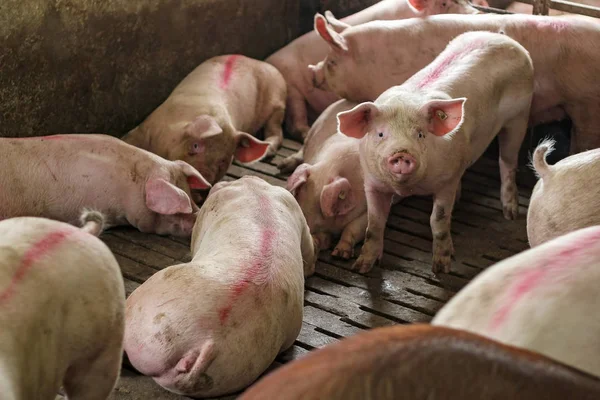 Varkens in een varkenshok — Stockfoto