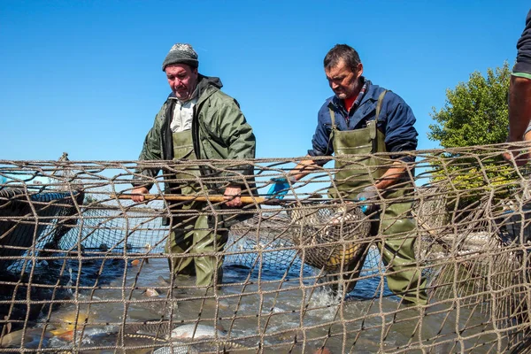 Fisherman Retrieves Fishes With Landing Net — Stock Photo, Image