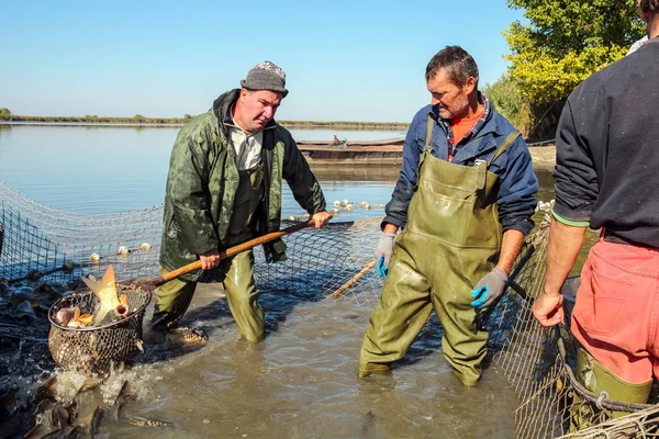 Raccolta di pesci - Pescatore recupera i pesci con rete di sbarco — Foto Stock