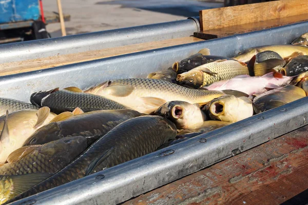 Peixe fresco para o mercado — Fotografia de Stock