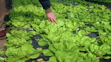 Çiftçi bir sera içinde marul Weeds. Tereyağı marul büyüyen.
