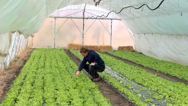 Jonge Boer Kwaliteitscontrole Van Sla Planten Een Kas Groeiende Sla — Stockvideo