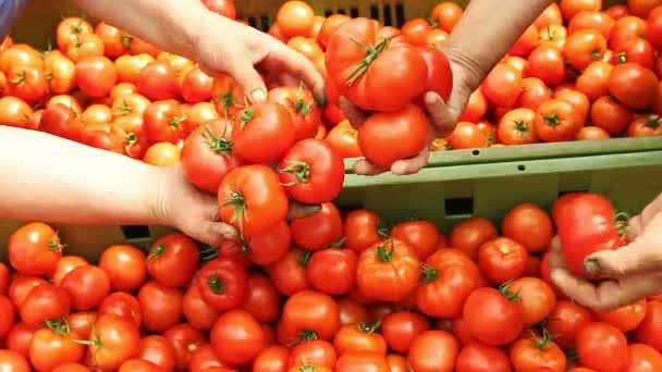 Stos Świeżo Zerwanych Pomidorów Rolnik Ręce Świeżo Zebranych Pomidory — Wideo stockowe