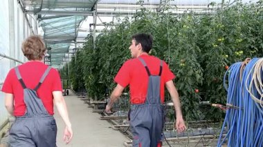 Sera işçileri iş başında. Bir polytunnel içinde büyüyen domates.