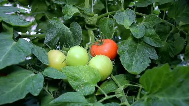 Tomaat Met Water Drops Van Broeikasgassen Verse Tomaten Wijnstok Commerciële — Stockvideo