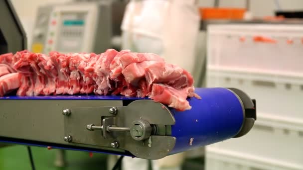 Сырая Свиная Отбивная Мясокомбинате Порезы Сырого Мяса Промышленном Транспортерном Конвейере — стоковое видео