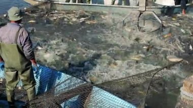 Ekipman hasat balık. Carps sebebi--dan hasat. Ticari balıkçılık. Balıkçılar iş başında. Balıkçılık endüstrisi.