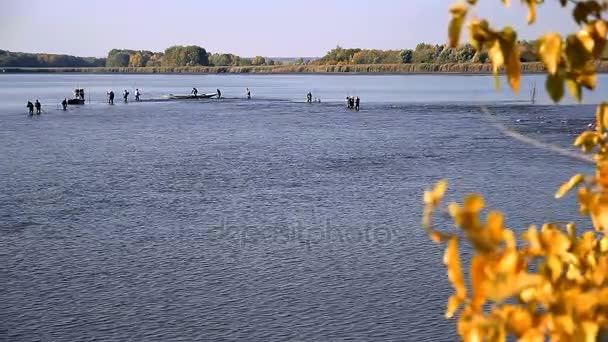 Harvesting Fish Fish Farm Commercial Fishing Fishermen Pulling Fishing Net — Stock Video