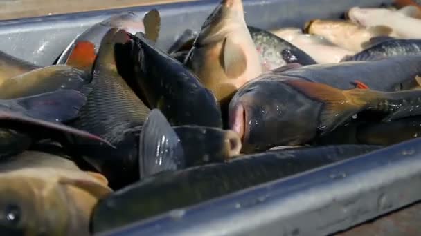 Свежая Рыба Рынка Выгружаю Свежую Рыбу Рыболовство Коммерческая Рыбалка — стоковое видео