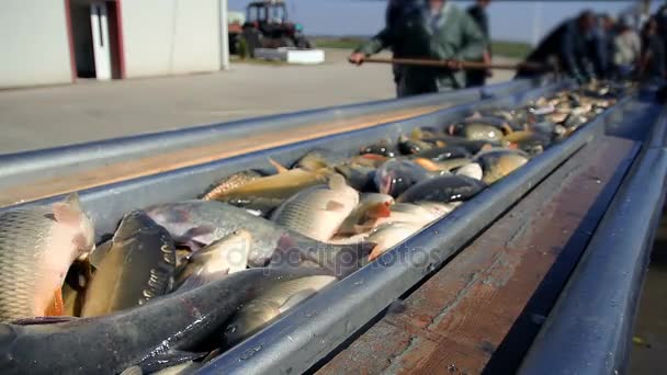 Сортировка Рыбы Рабочие Сортируют Рыбу Готовятся Продаже — стоковое видео