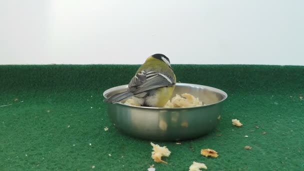 Great Tit Comiendo Semillas Pan Peaces Una Junta Alimentación Invierno — Vídeos de Stock