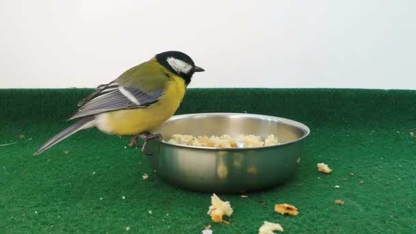 Great Tit Eating Slow Motion Большие Сиськи Едят Семена Хлебные — стоковое видео