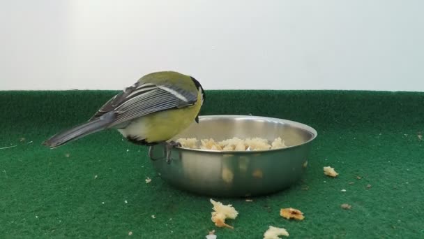 Great Tit Eating Seeds Bread Peaces Feeding Board Winter — Αρχείο Βίντεο