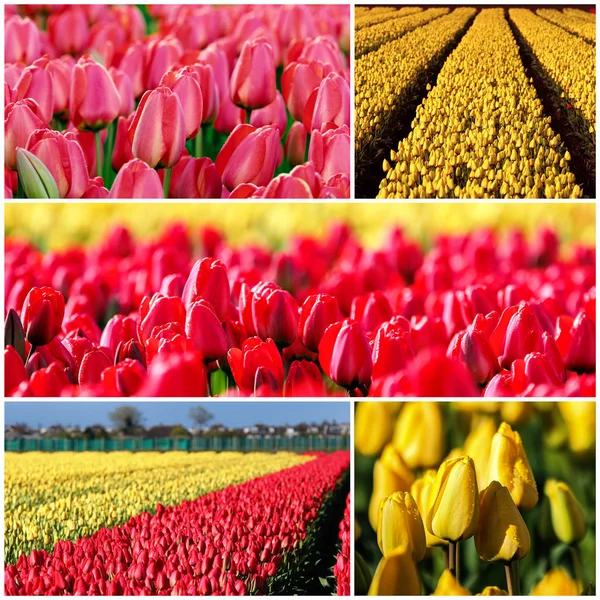 Tulpen in voller Blüte Foto-Collage — Stockfoto