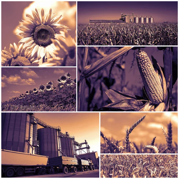 Culturas agrícolas foto colagem — Fotografia de Stock