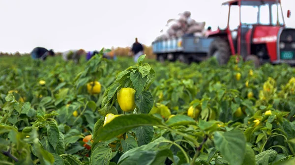 Zemědělští dělníci sklizeň žlutý zvonek pepř — Stock fotografie