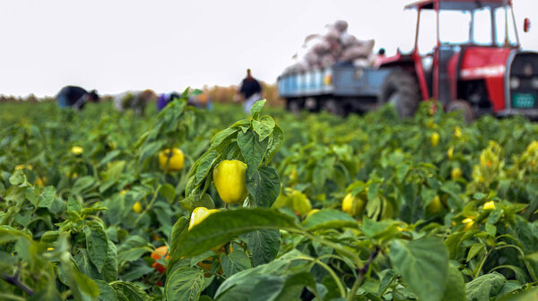 Farm Workers Harvesting Yellow Bell Pepper