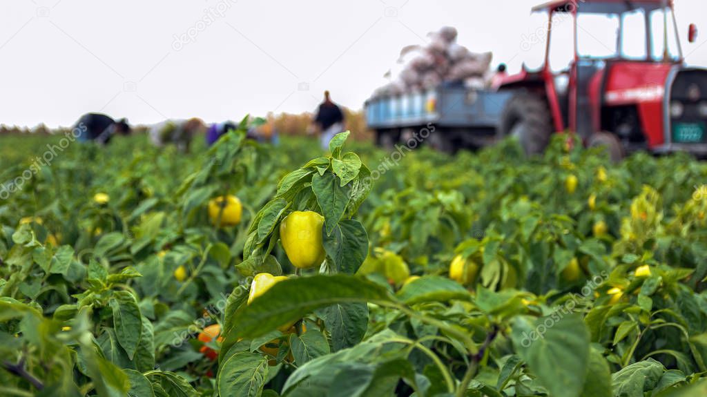 Farm Workers Harvesting Yellow Bell Pepper