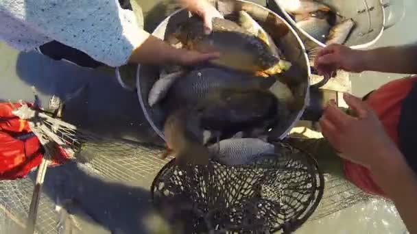 Colheita Carpa Fish Catch Sorting Pescadores Classificam Carpa Pelo Seu — Vídeo de Stock