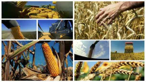 小麦とトウモロコシの収穫 小麦の生産 農地のトウモロコシの収穫 トウモロコシの収穫のモンタージュ トウモロコシの収穫は 食料生産 — ストック動画