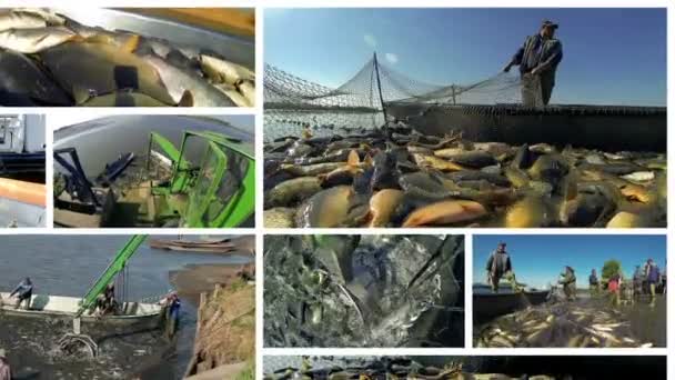 Fishing Industry Conceptual Video Animation Fish Pond Harvesting Video Wall — Stock Video