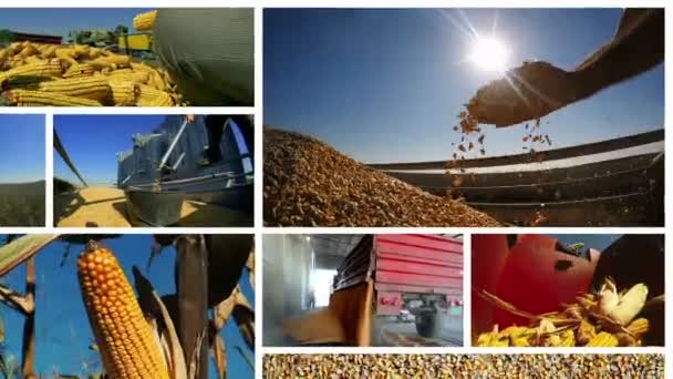トウモロコシの成長と収穫 概念のビデオ アニメーション 食糧生産 トウモロコシの収穫は トウモロコシからのエタノール生産 農地のトウモロコシの収穫を示すクリップのモンタージュ トウモロコシの収穫のモンタージュ — ストック動画