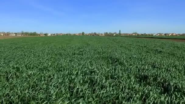 Sorvolando Campo Grano Verde Campo Grano Verde Ondeggiante Nel Vento — Video Stock