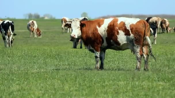 奶牛在绿色的草地上吃草 — 图库视频影像
