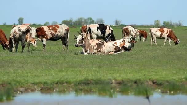 Vacas Pastando Prado Verde — Vídeos de Stock