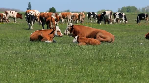 Vaca Toro Ternera Descansando Relajándose Prado — Vídeo de stock