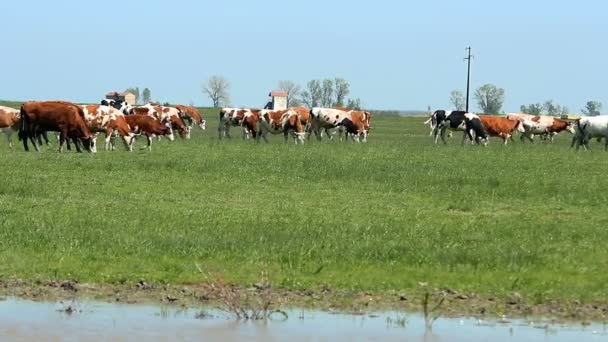放牧在绿色牧场上的奶牛群 — 图库视频影像