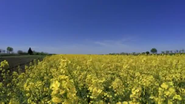 Flying Field Yellow Flowering Oilseed Rape Inglés Campo Canola Floreciente — Vídeos de Stock