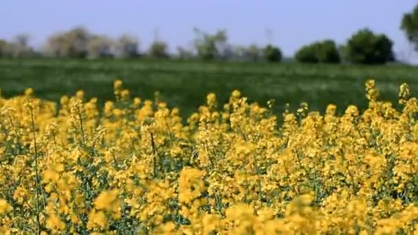 Çiçek Açan Kanola Ile Tarım Arazileri — Stok video