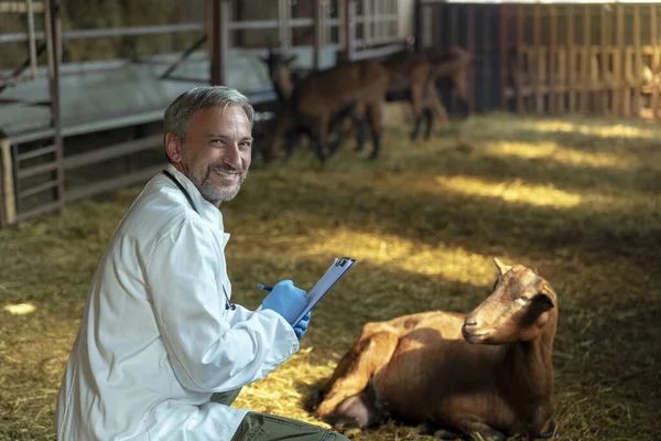 Veterinário Sorrindo Examinando uma Cabra na Fazenda de Cabras — Fotografia de Stock