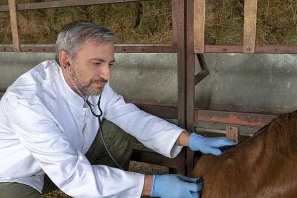 Tierarzt untersucht Ziege mit Stethoskop auf Ziegenfarm — Stockfoto