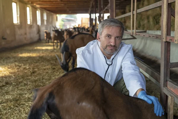 Érett állatorvos Egy kecske vizsgálata sztetoszkóppal a kecsketelepen — Stock Fotó
