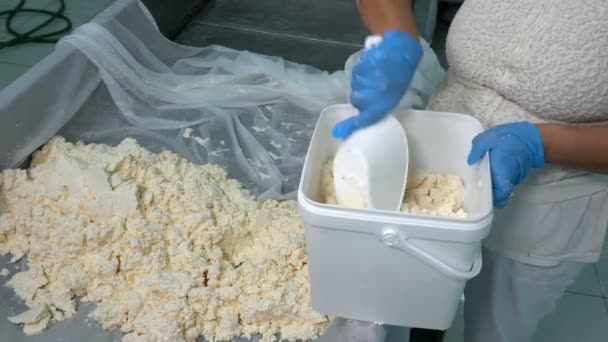 酪農場のチーズ生産ラインの女性労働者 プラスチック製の箱にチーズを包装青い手袋の酪農工場労働者の手 — ストック動画