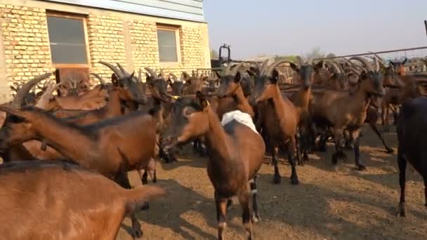 Kecsketenyésztés Kecskék Csordája Egy Szabadtéri Kerítésben Biogazdaságban Kecske Perspektíva Lövés — Stock videók