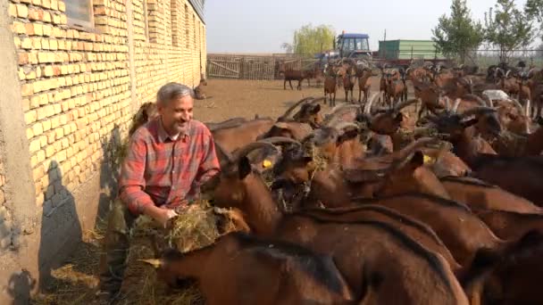 Fazendeiro Feliz Com Cabras Sua Fazenda Orgânica Fazenda Cabras Proprietário — Vídeo de Stock