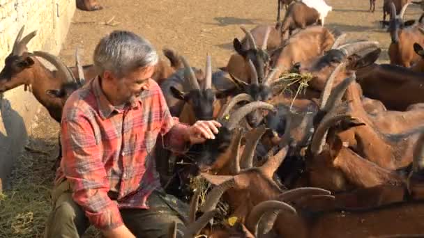 Goat Farm Owner Sitting Feeding Goats Happy Farmer Goats His — Stock Video