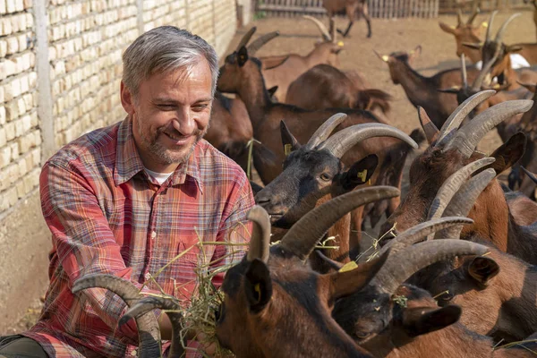 Propriétaire de ferme de chèvre heureux assis et nourrissant des chèvres — Photo