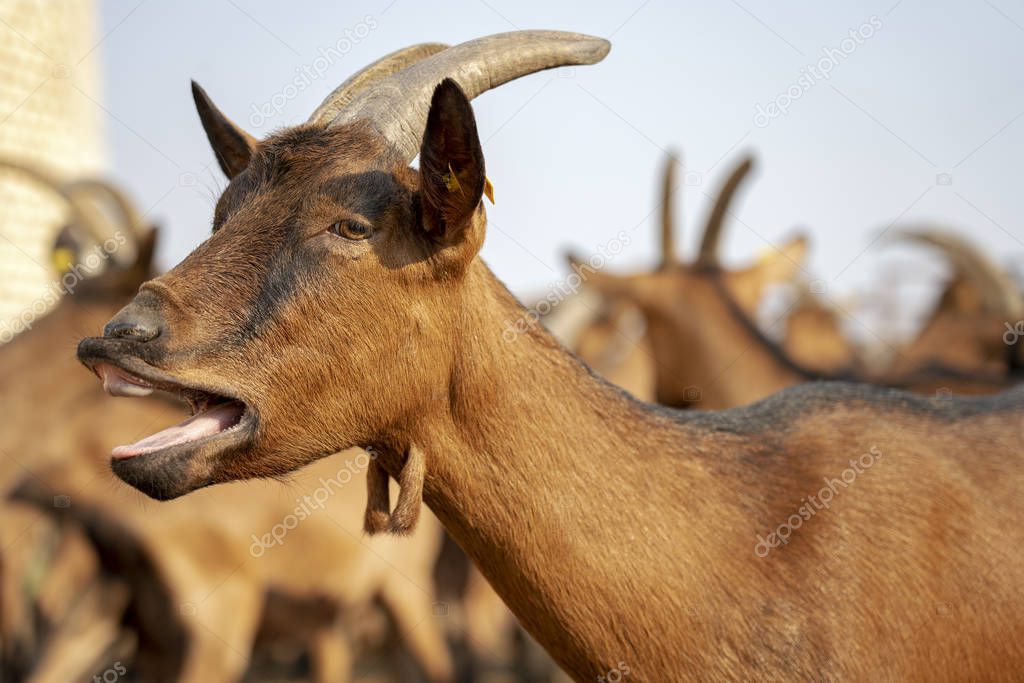 Portrait of Healthy Goat on a Sunny Day - Goat Farming