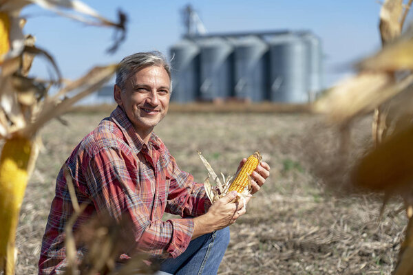 Farmer in Cornfield With Freshly Harvested Corn Cob Against Grain Silo