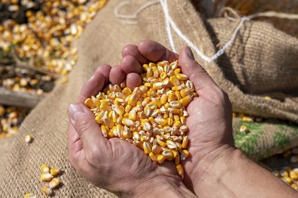 収穫した穀物の一握りコーンハート型のパイル — ストック写真