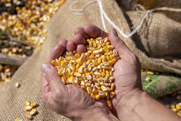 Poignée de grain récolté Pile en forme de coeur de maïs — Photo