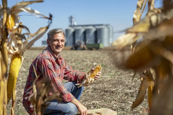 Farmer in Cornfield With Freshly Harvested Corn Cob Against Tractor and Grain Silo — 스톡 사진