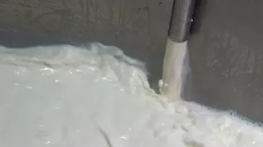 Pastörizasyon tankına ham süt dökülüyor - Uzaklaş. Süt İşleme Tesisinde Süt Pastörizasyonu. Çiğ süt Pastörizasyon Tankına dökülüyor. Mandıra Gıda Güvenliği.