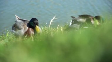 Ördek Tüyleri Yavaş Çekimde Rüzgarda Esiyor. Water 's Edge' de uyuyan ördekler. Mallard Duck - Anas Platyrhynchos. Göl kıyısındaki Yeşil Çimlerde Dinlenen İki Vahşi Ördek.